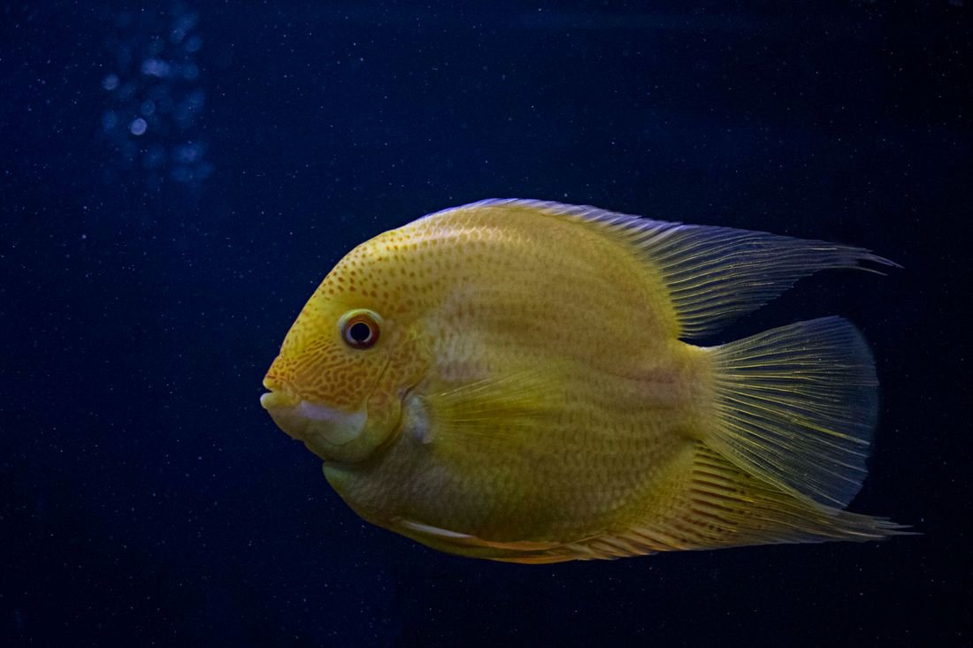 Representative photo of a yellow cichlid aquarium fish