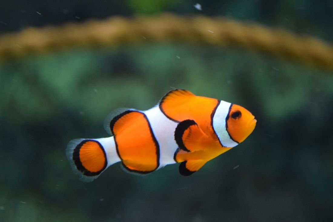 Representative photo of a clownfish in an aquarium