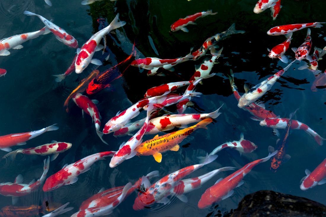Representative photo of colorful aquatic fish in clear water