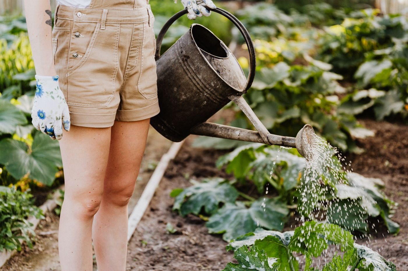 Representative photo of a garden bed being watered with a watering can