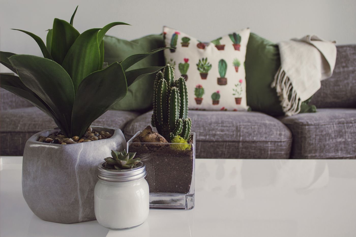 Representative photo of houseplants styled on a living-room table
