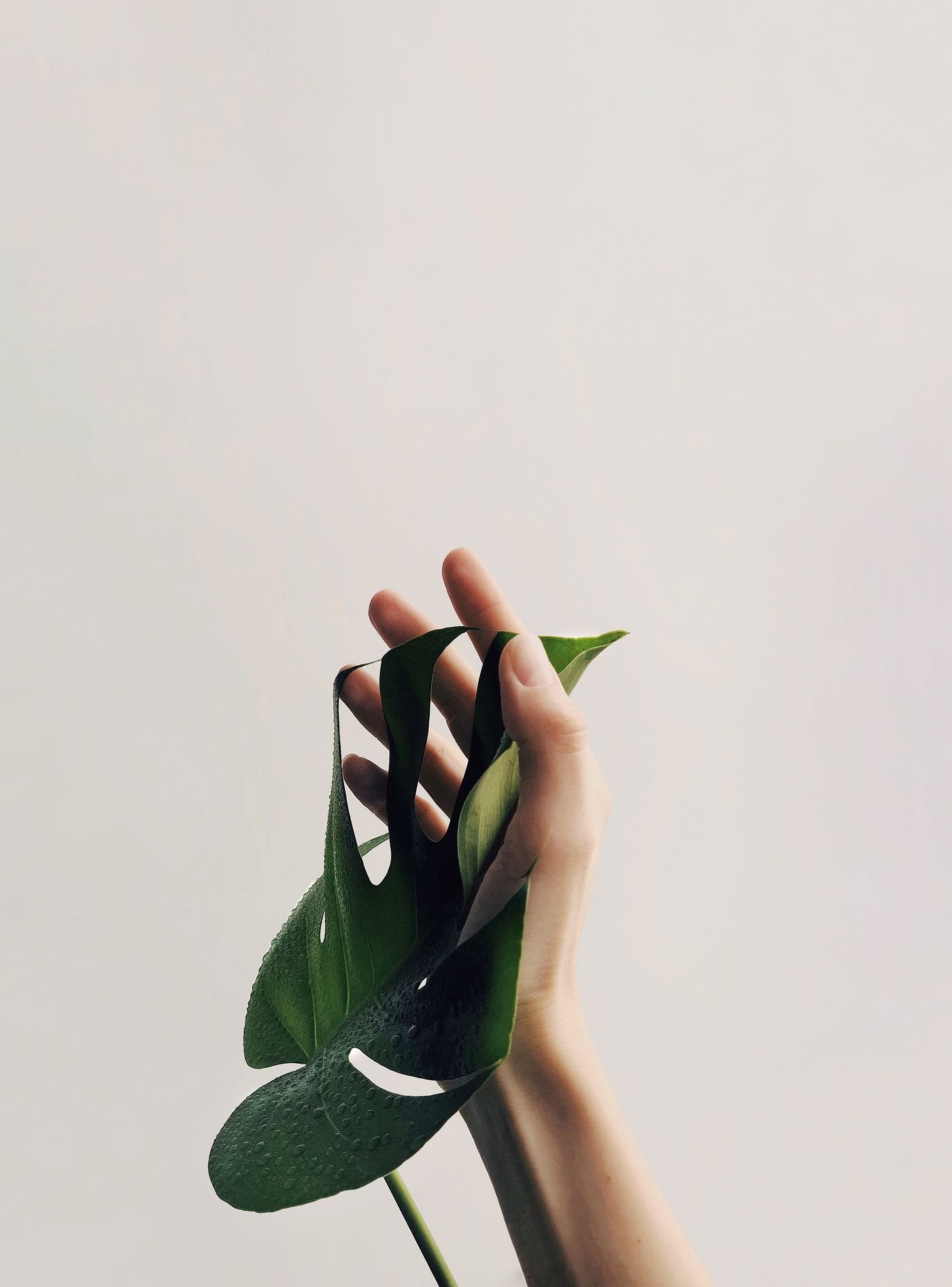 Representative photo of a monstera leaf held gently in one hand