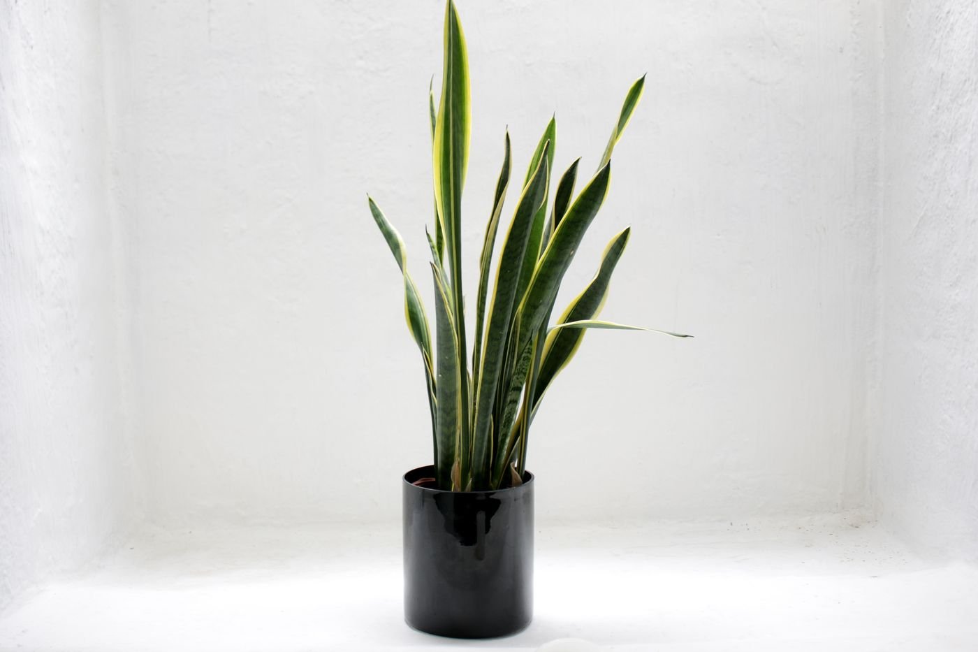 Representative photo of a snake plant (sansevieria) in a black pot