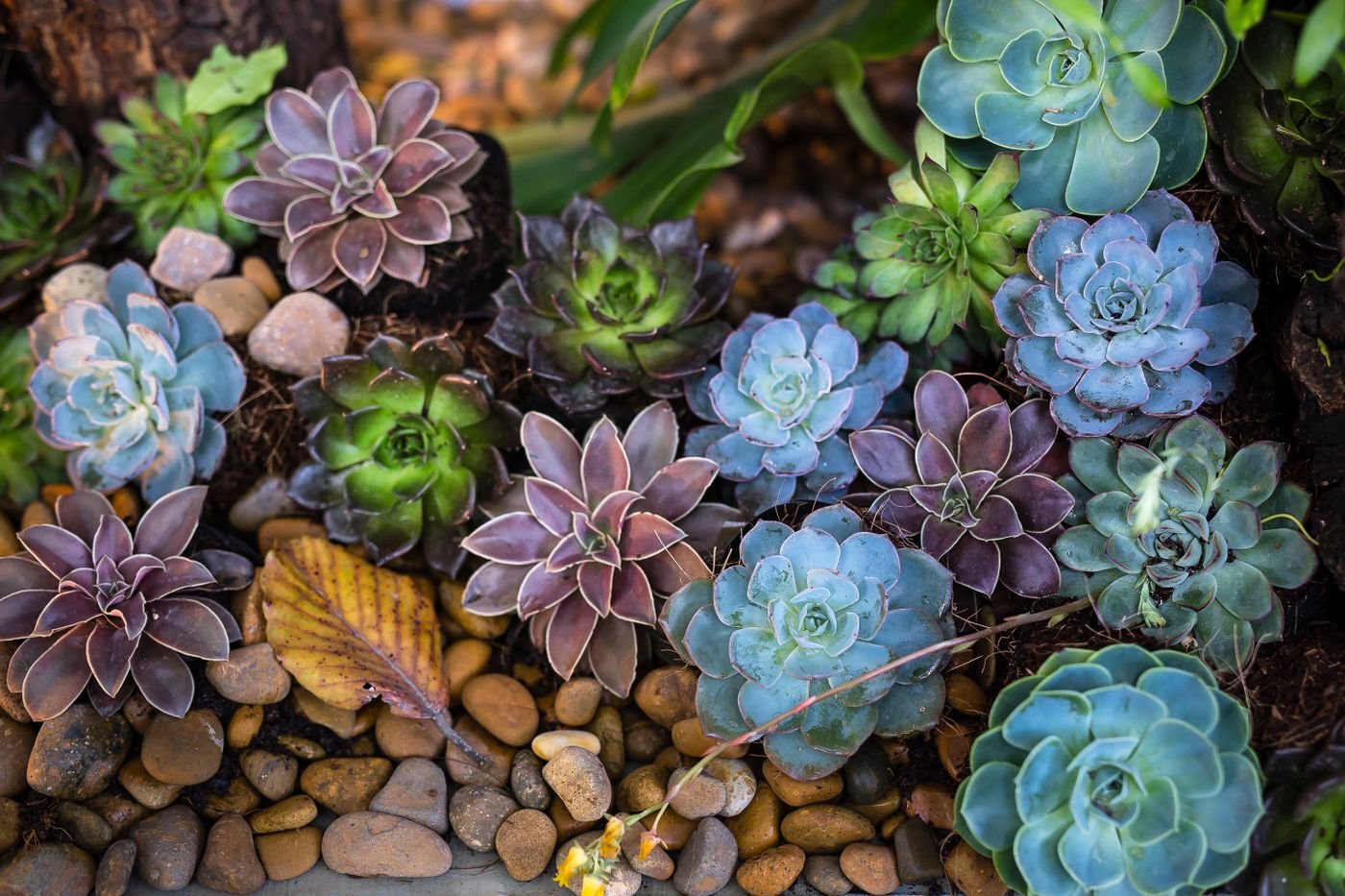 Representative photo of assorted succulents and echeverias planted among gravel