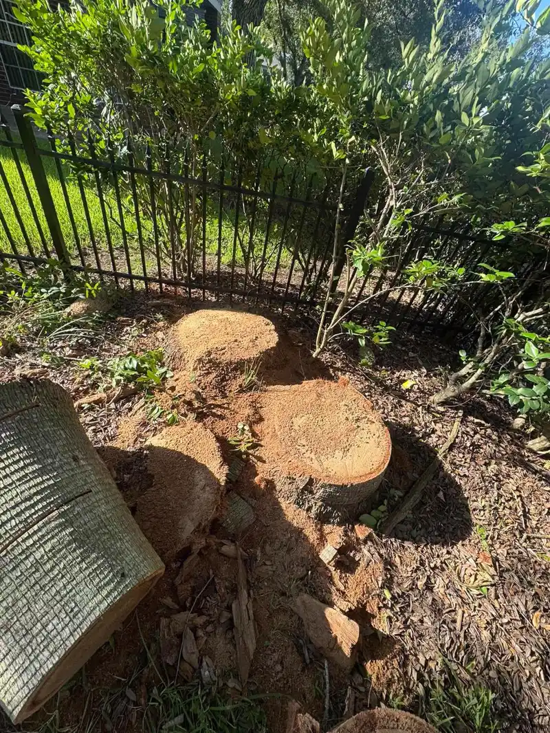 Two stumps ground flush with the soil next to a black metal fence