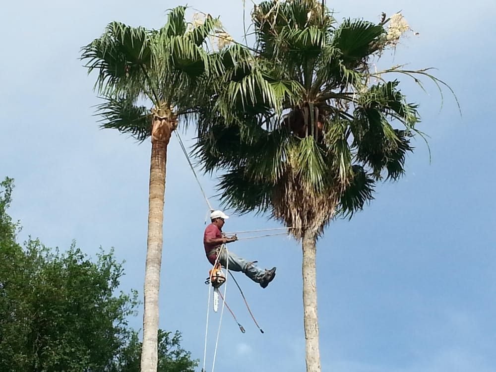 Texans Tree Service climber suspended by ropes between two tall palms with a chainsaw